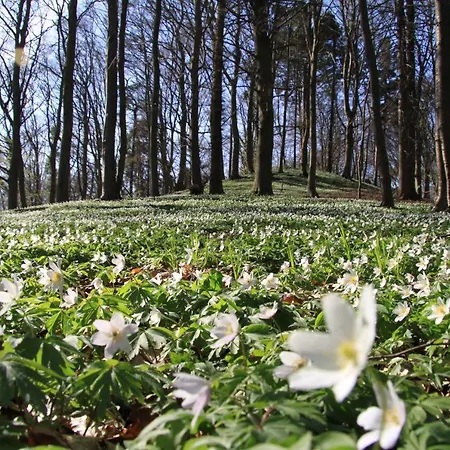 尊姆哈芬酒店 萨斯尼茨